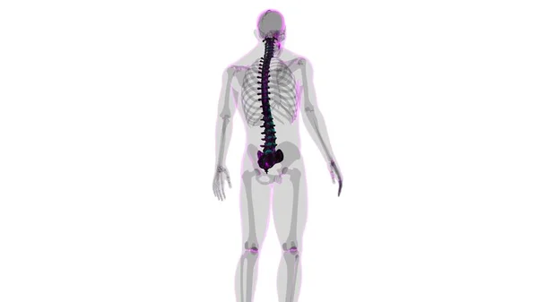 Ludzki Szkielet Kręgosłup Kręgi Anatomia Ilustracja — Zdjęcie stockowe