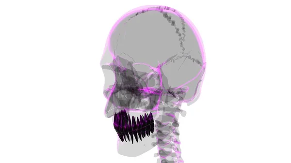 Human Teeth Anatomy Illustration Medical Concept — Stock Photo, Image