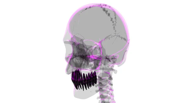 Ανθρώπινη Ανατομία Δοντιών Τρισδιάστατη Απεικόνιση Για Ιατρική Έννοια — Φωτογραφία Αρχείου