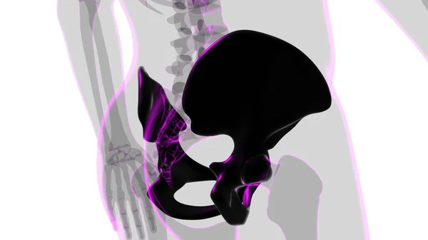 Human Skeleton Hip Pelvic Bone Anatomy Medical Concept Illustration — Stock fotografie