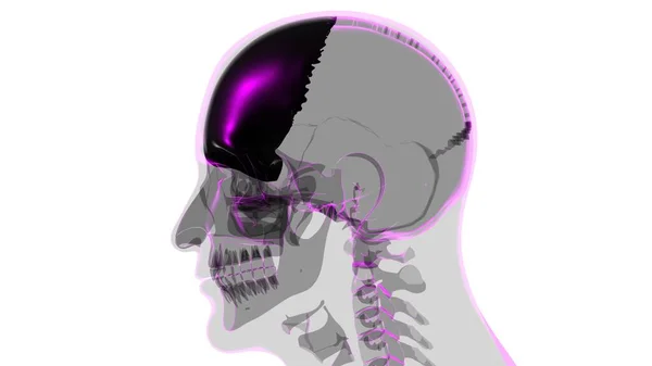 Emberi Csontváz Skull Frontal Bone Anatómia Orvosi Koncepció Illusztráció — Stock Fotó