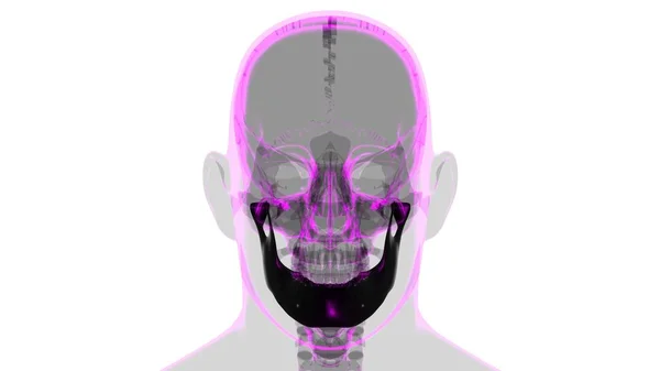 Людський Скелетний Череп Матрична Кістка Анатомія Медичної Концепції Ілюстрація — стокове фото