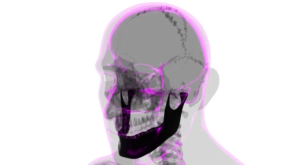 Human Skeleton Skull Mandible Bone Anatomy Medical Concept Illustration — Stock fotografie