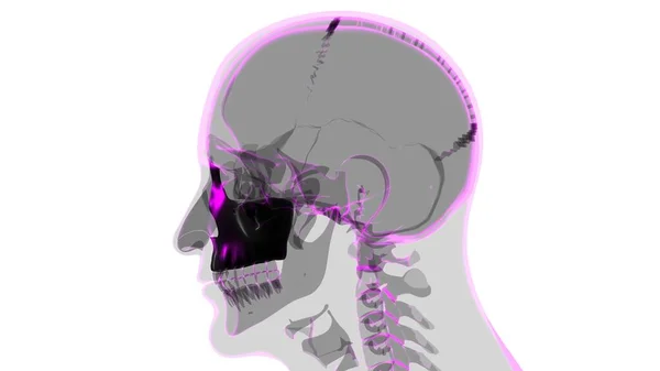 Anatomia Ossea Maxillale Del Cranio Dello Scheletro Umano Illustrazione Medica — Foto Stock