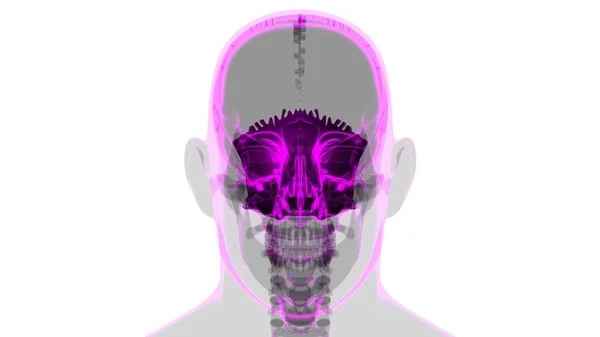 Anatomía Ósea Occipital Del Cráneo Del Esqueleto Humano Para Ilustración — Foto de Stock