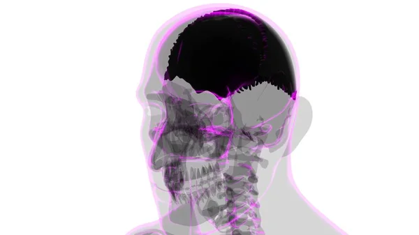 人体骨格頭蓋骨 3Dイラスト 医学の概念のためのパリタル骨解剖学 — ストック写真