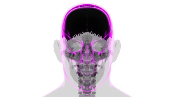 Human Skeleton Skull Parietal Bone Anatomy Medical Concept Illustration — Stock Photo, Image