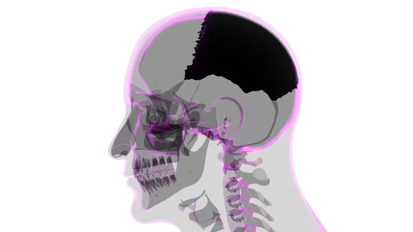 Anatomia Ossea Parietale Del Cranio Dello Scheletro Umano Illustrazione Medica — Foto Stock