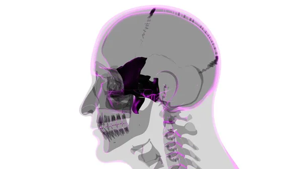 Human Skeleton Skull Sphenoid Bone Anatomy For Medical Concept 3D Illustration