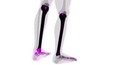 İnsan iskeleti anatomisi kaval kemiği 3D Tıbbi Kavram Hazırlama