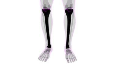 İnsan iskeleti anatomisi kaval kemiği 3D Tıbbi Kavram Hazırlama