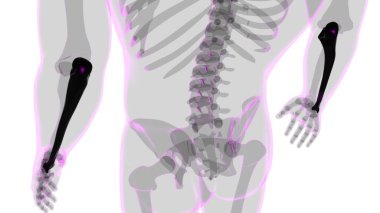 İnsan iskeleti anatomisi Ulna Kemik 3 boyutlu Tıbbi Kavram Hazırlama