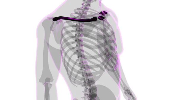 人体骨骼解剖学Clavicle Bones 3D渲染医学概念 — 图库照片