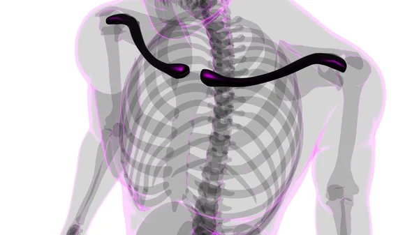 人体骨骼解剖学Clavicle Bones 3D渲染医学概念 — 图库照片