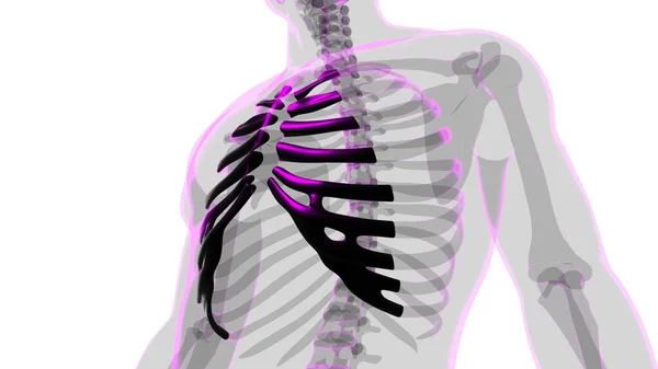 Анатомія Людського Скелета Рендерингу Медичної Концепції — стокове фото