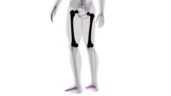 人間の骨格解剖学 医学的概念のための大腿骨骨骨3Dレンダリング — ストック写真