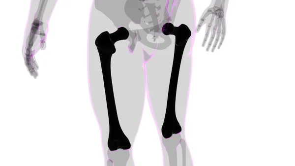 Анатомія Людського Скелета Фемур Кістка Рендерингу Медичної Концепції — стокове фото