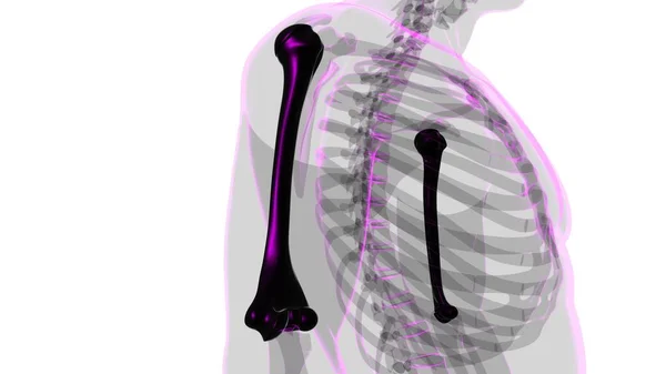 Anatomia Esqueleto Humano Renderização Osso Úmero Para Conceito Médico — Fotografia de Stock