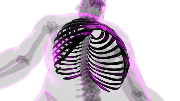 Menselijke Skelet Anatomie Rib Cage Rendering Voor Medisch Concept — Stockfoto