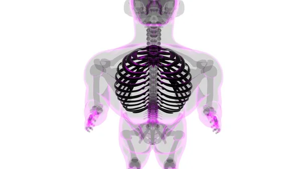 Anatomi Rangka Manusia Rib Cage Rendering Untuk Konsep Medis — Stok Foto