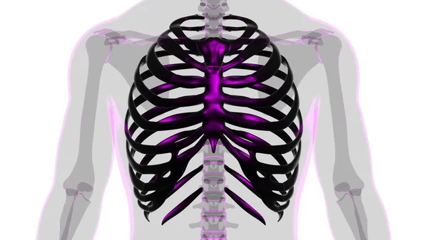 Mänskliga Skelett Anatomi Rib Cage Rendering För Medicinskt Koncept — Stockfoto