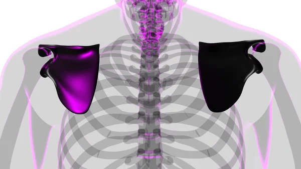 Анатомія Скелета Людини Scapula Кістка Рендерингу Медичної Концепції — стокове фото