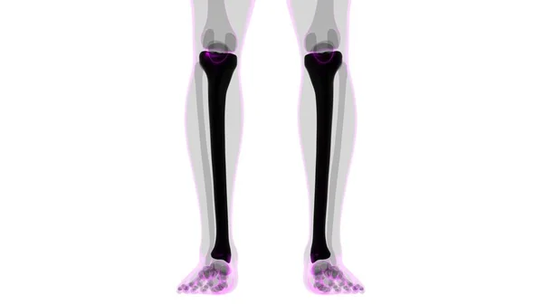 人体骨骼解剖胫骨三维渲染医学概念 — 图库照片