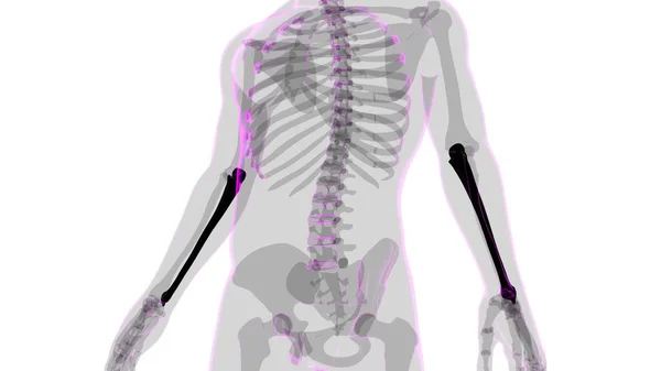 Menselijke Skelet Anatomie Ulna Bone Rendering Voor Medisch Concept — Stockfoto