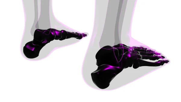 人体骨格足骨医学的概念の解剖学3Dイラスト — ストック写真