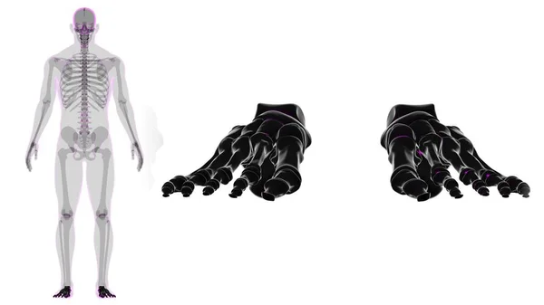 Menschliches Skelett Fußknochen Anatomie Für Medizinisches Konzept Illustration — Stockfoto
