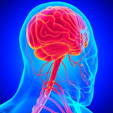 Tıbbi Konsept için İnsan Beyni Anatomisi 3 boyutlu İllüstrasyon