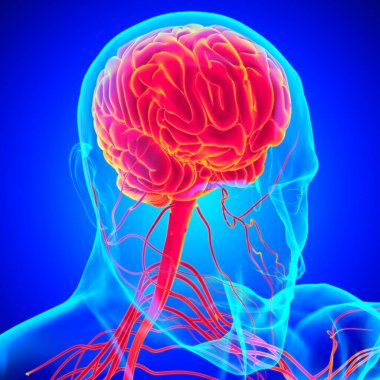 Tıbbi Konsept için İnsan Beyni Anatomisi 3 boyutlu İllüstrasyon