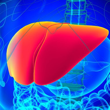 Karaciğer 3D Görüntü İnsan Sindirim Sistemi Anatomisi Tıbbi Konsept İçin