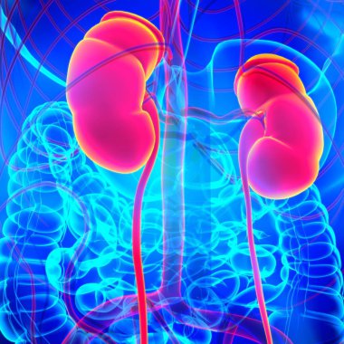Tıbbi Konsept için Mesane Anatomisi olan İnsan İdrar Sistemi Böbrekleri 3 boyutlu İllüstrasyon