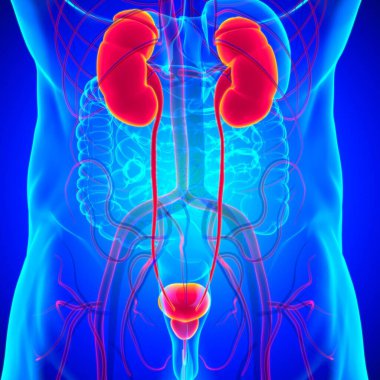 Tıbbi Konsept için Mesane Anatomisi olan İnsan İdrar Sistemi Böbrekleri 3 boyutlu İllüstrasyon
