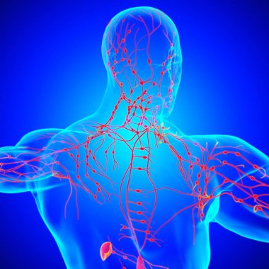 Tıbbi Konsept için İnsan Lenf Düğümleri Anatomisi 3 boyutlu Görüntü