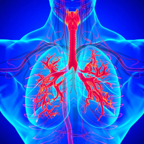 Anatomía Del Sistema Respiratorio Humano Los Pulmones Para Ilustración Del —  Fotos de Stock