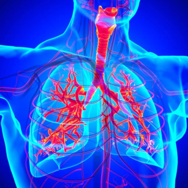 Anatomia Del Sistema Respiratorio Umano Dei Polmoni Concetto Medico Illustrazione — Foto Stock