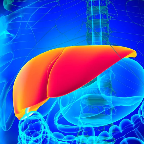 Anatomía Del Sistema Digestivo Humano Ilustración Del Hígado Para Concepto —  Fotos de Stock