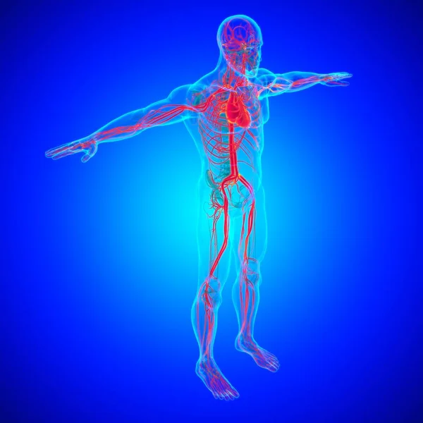 Coeur Humain Avec Anatomie Système Circulatoire Pour Concept Médical Illustration — Photo