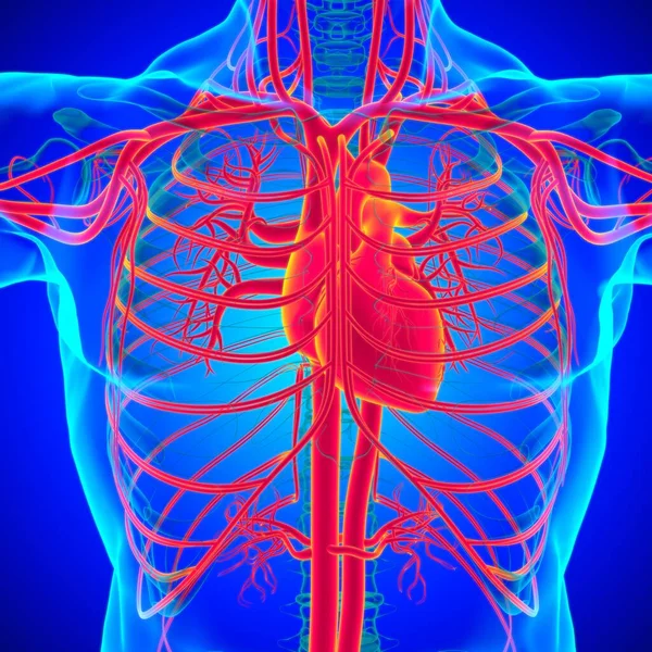 Menselijk Hart Met Circulatiesysteem Anatomie Voor Medisch Concept Illustratie — Stockfoto