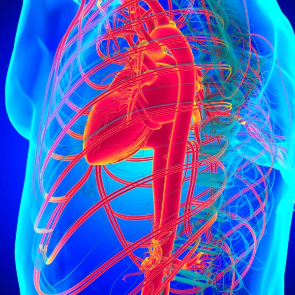 Corazón Humano Con Anatomía Del Sistema Circulatorio Para Ilustración Del — Foto de Stock