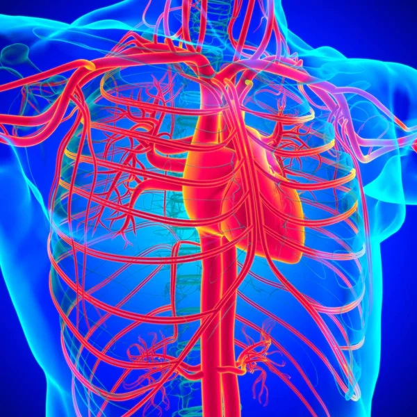 Human Heart Circulatory System Anatomy Medical Concept Illustration — Stock Photo, Image