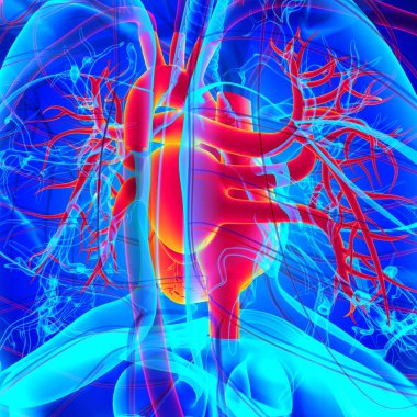 Tıbbi Konsept için İnsan Kalbi Anatomisi 3 boyutlu İllüstrasyon