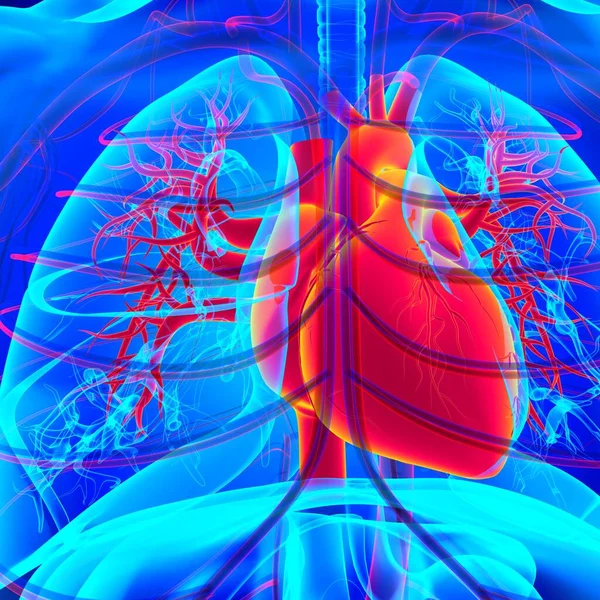 Human Heart Anatomy For Medical Concept 3D Illustration