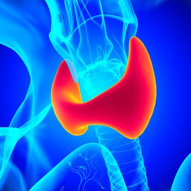 Tiroid Bezi Anatomisi Tıbbi Konsept 3 boyutlu Görüntü