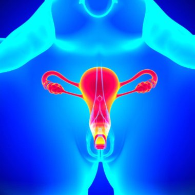 Tıbbi Konsept 3B İllüstrasyon için Kadın Üreme Sistemi Anatomisi