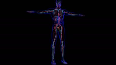 Tıbbi Konsept için Mesane Anatomisi olan İnsan İdrar Sistemi Böbrekleri 3 boyutlu İllüstrasyon