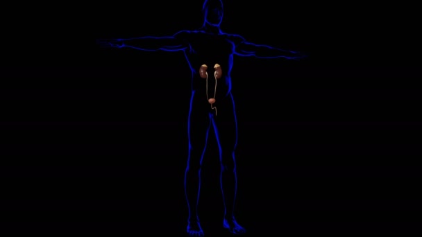 Anatomi Ginjal Sistem Urin Manusia Untuk Konsep Medis Ilustrasi — Stok Video