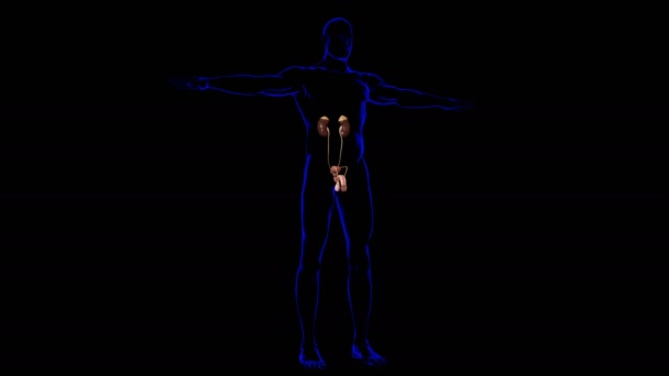 Männliche Fortpflanzungssystem Anatomie für medizinisches Konzept 3D Illustration